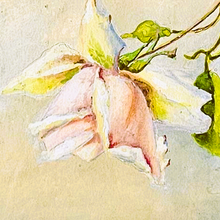 Load image into Gallery viewer, HUART A.M., aquarelle originale signée à décor de roses, 1è moitié du XXè