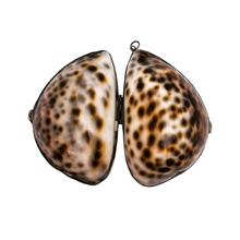 Load image into Gallery viewer, Tabatière ou boîte à chapelet en coquillage de cauri cerclé de métal argenté, fin XIXe