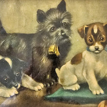 Charger l'image dans la galerie, Chromo représentant 3 petits chiens, encadré dans un cadre doré, années 1920-1940