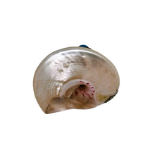 Load image into Gallery viewer, Coquille de conque tibétaine, capuchon en métal argenté et cabochons turquoises, XXe
