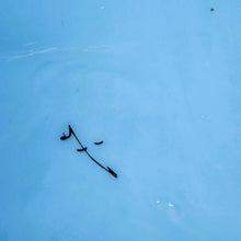 Charger l'image dans la galerie, Grand vase en opaline bleue à décor d’oiseaux, vers 1885-1910 Le Charme des Violettes - Brocante en ligne