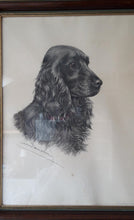 Load image into Gallery viewer, Léon Danchin. Lithographie signée : Portrait d'un cocker mâle. Le charme des violettes - Brocante en ligne