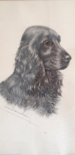 Load image into Gallery viewer, Léon Danchin. Lithographie signée : Portrait d'un cocker mâle. Le charme des violettes - Brocante en ligne