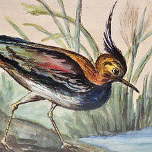 Afbeelding in Gallery-weergave laden, Aquarelle originale au vanneau huppé signée G.H., 1950

